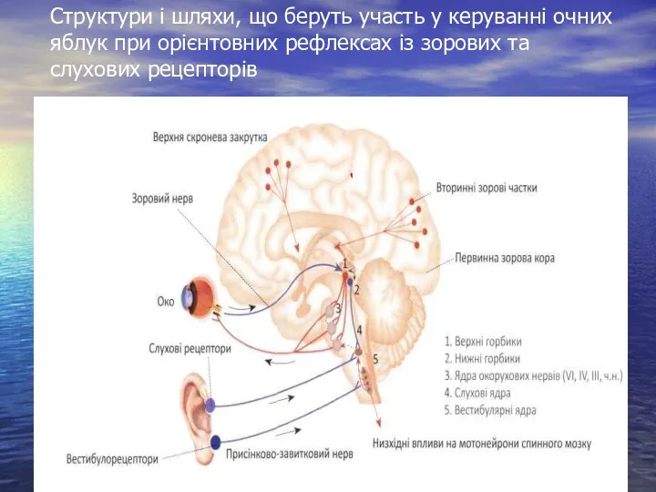 Структури і шляхи, що беруть участь у керуванні очних яблук