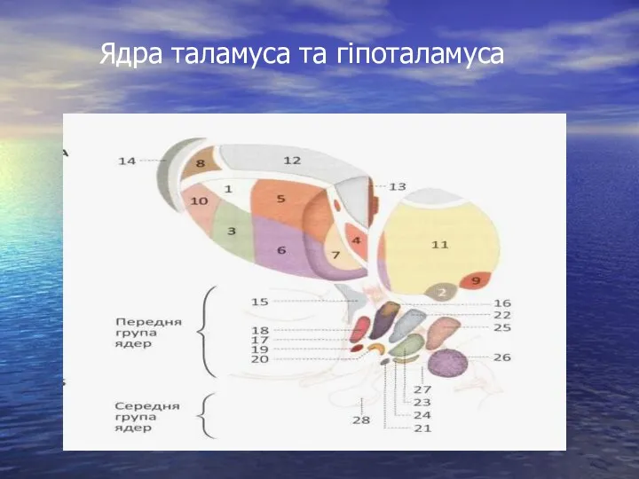 Ядра таламуса та гіпоталамуса