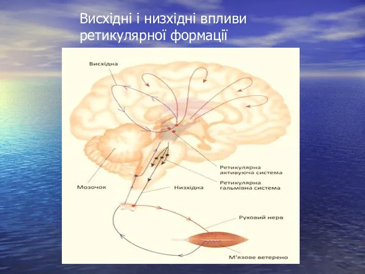 Висхідні і низхідні впливи ретикулярної формації