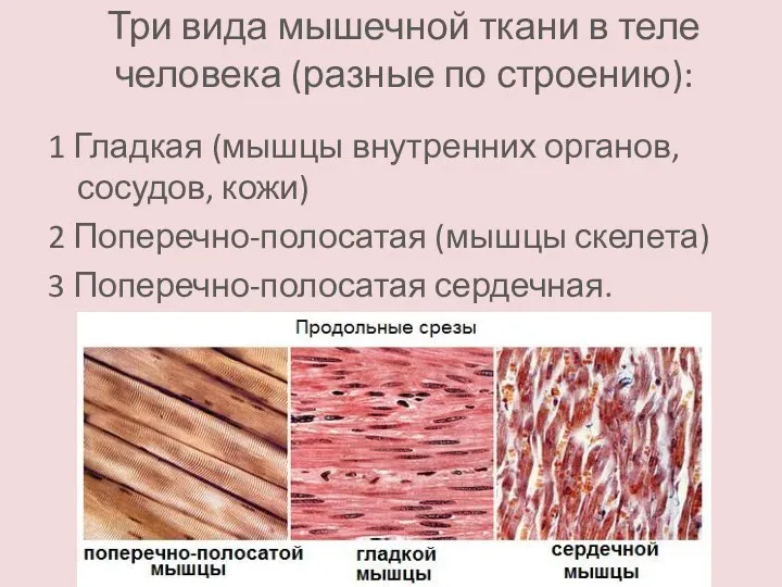 Три вида мышечной ткани в теле человека (разные по строению):