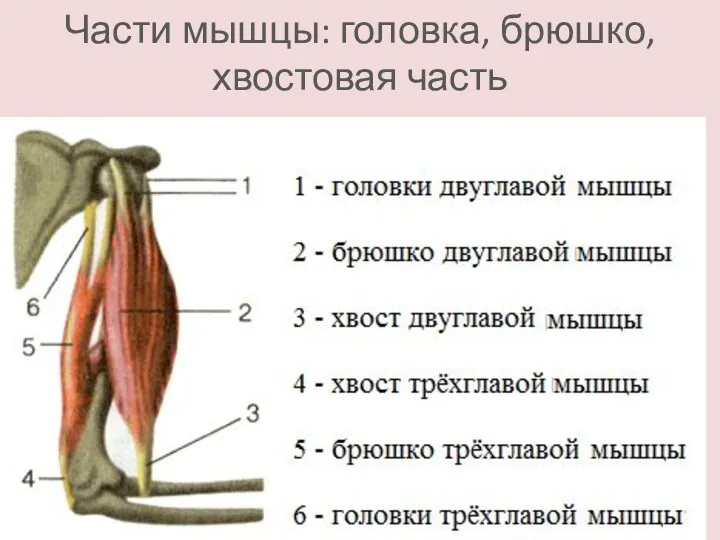 Части мышцы: головка, брюшко, хвостовая часть