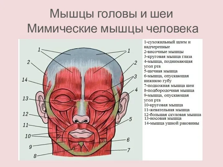 Мышцы головы и шеи Мимические мышцы человека