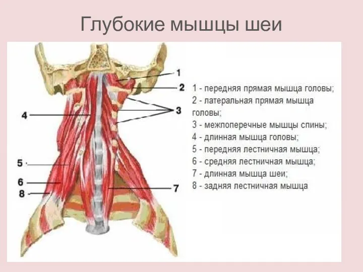 Глубокие мышцы шеи
