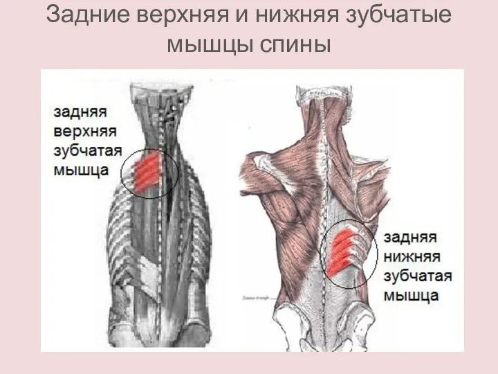 Задние верхняя и нижняя зубчатые мышцы спины
