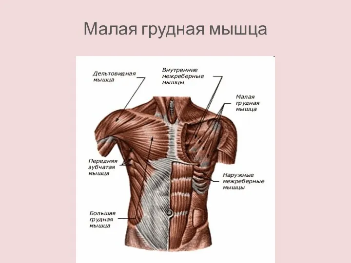 Малая грудная мышца
