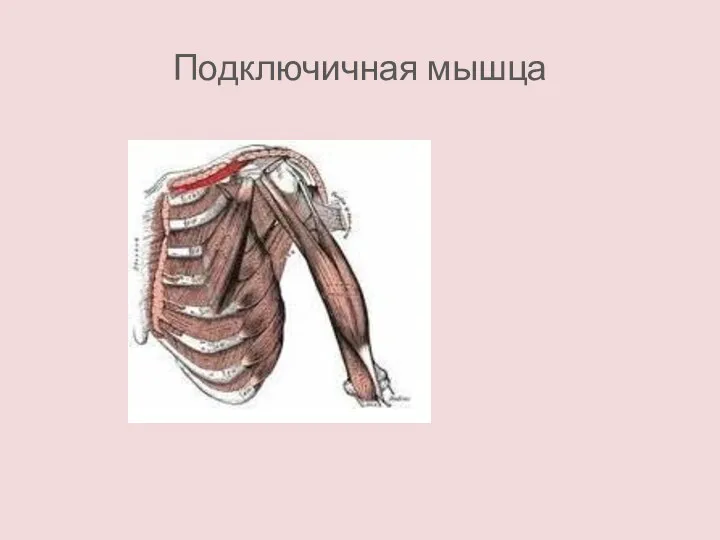 Подключичная мышца