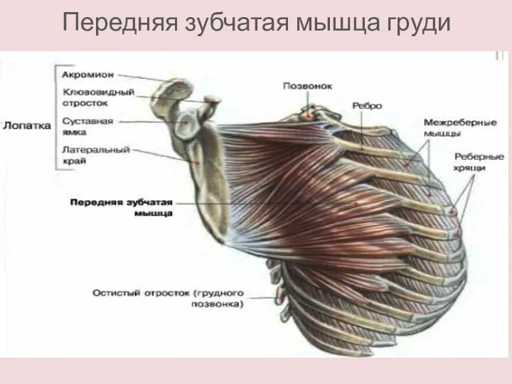 Передняя зубчатая мышца груди