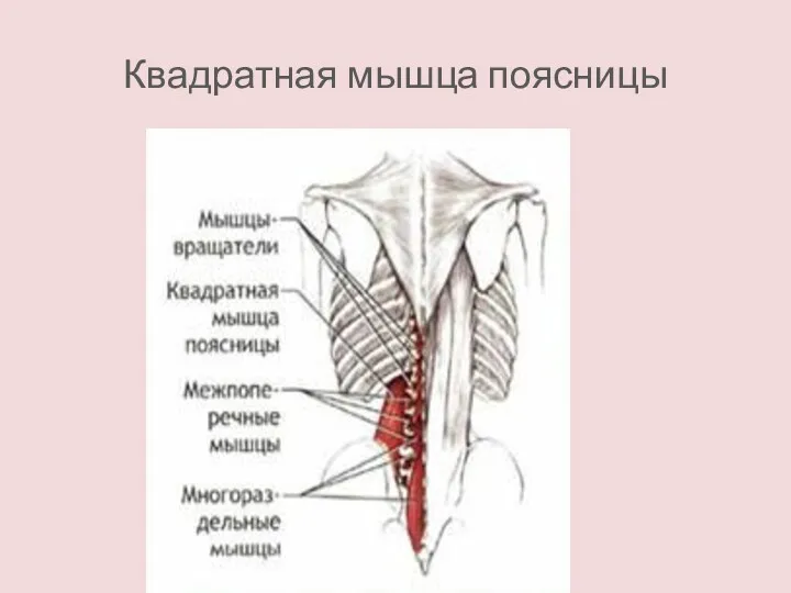 Квадратная мышца поясницы