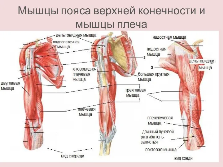 Мышцы пояса верхней конечности и мышцы плеча