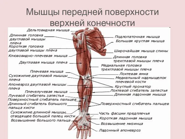 Мышцы передней поверхности верхней конечности