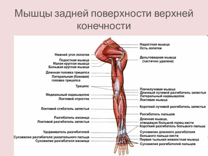 Мышцы задней поверхности верхней конечности