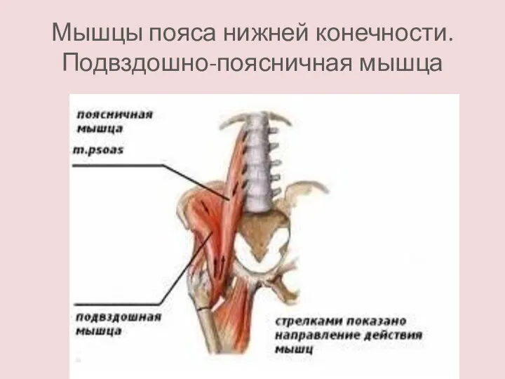 Мышцы пояса нижней конечности. Подвздошно-поясничная мышца