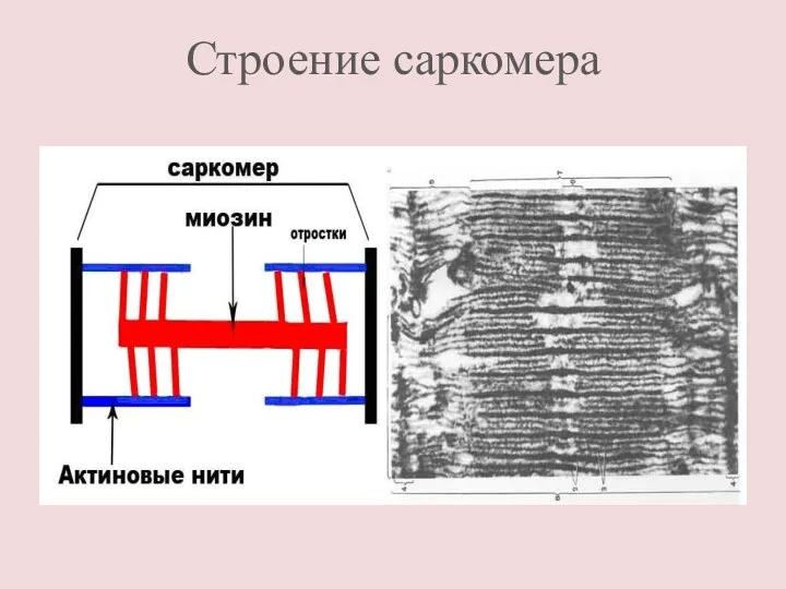 Строение саркомера