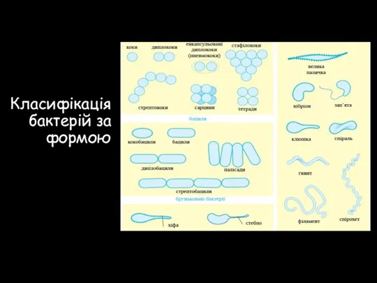 Класифікація бактерій за формою