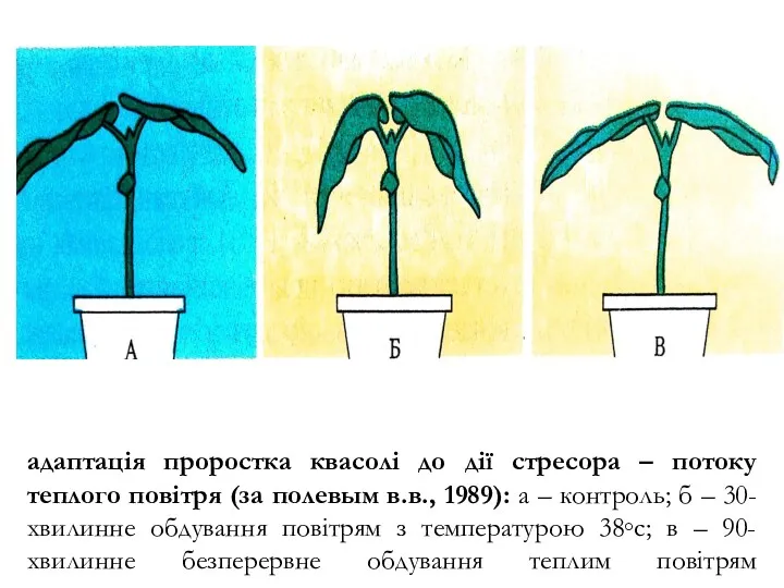адаптація проростка квасолі до дії стресора – потоку теплого повітря