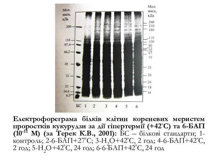 Електрофореграма білків клітин кореневих меристем проростків кукурудзи за дії гіпертермії