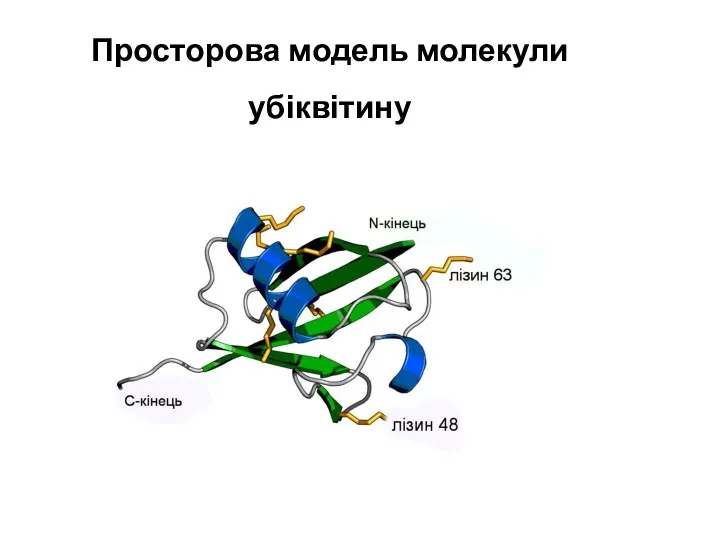 Просторова модель молекули убіквітину