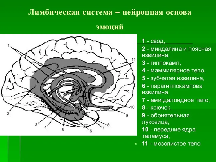 Лимбическая система – нейронная основа эмоций 1 - свод, 2