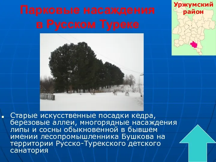 Парковые насаждения в Русском Туреке Старые искусственные посадки кедра, березовые
