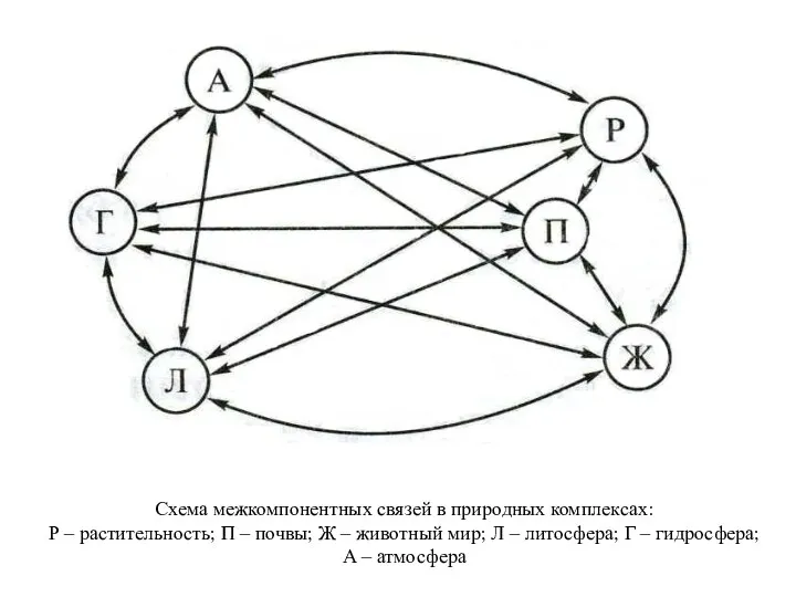 Схема межкомпонентных связей в природных комплексах: Р – растительность; П