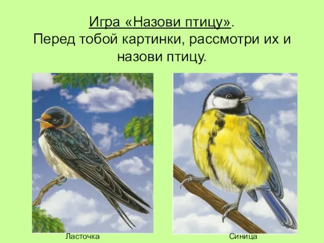 Игра «Назови птицу». Перед тобой картинки, рассмотри их и назови птицу. Ласточка Синица