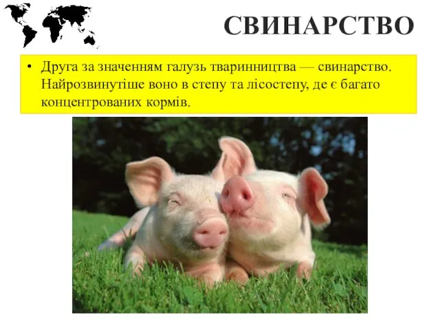СВИНАРСТВО Друга за значенням галузь тваринництва — свинарство. Найрозвинутіше воно