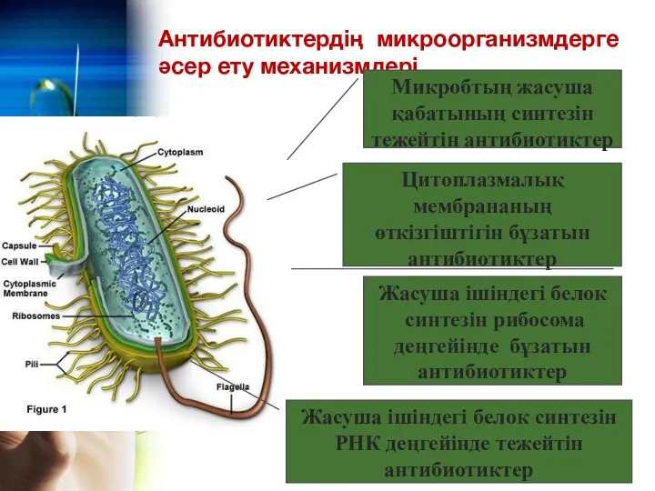 Антибиотиктердің микроорганизмдерге әсер ету механизмдері Микробтың жасуша қабатының синтезін тежейтін