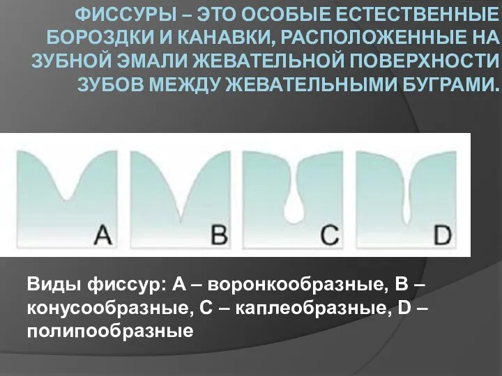 ФИССУРЫ – ЭТО ОСОБЫЕ ЕСТЕСТВЕННЫЕ БОРОЗДКИ И КАНАВКИ, РАСПОЛОЖЕННЫЕ НА