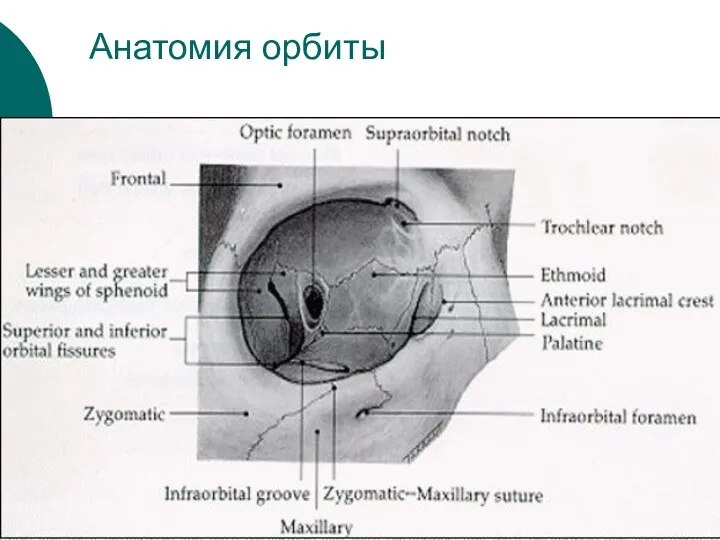 Анатомия орбиты