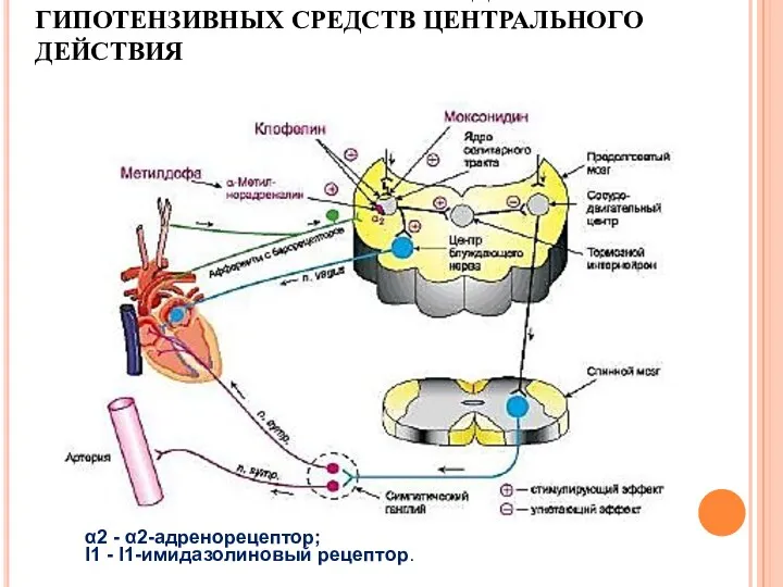 ОСНОВНАЯ НАПРАВЛЕННОСТЬ ДЕЙСТВИЯ ГИПОТЕНЗИВНЫХ СРЕДСТВ ЦЕНТРАЛЬНОГО ДЕЙСТВИЯ α2 - α2-адренорецептор; I1 - I1-имидазолиновый рецептор.