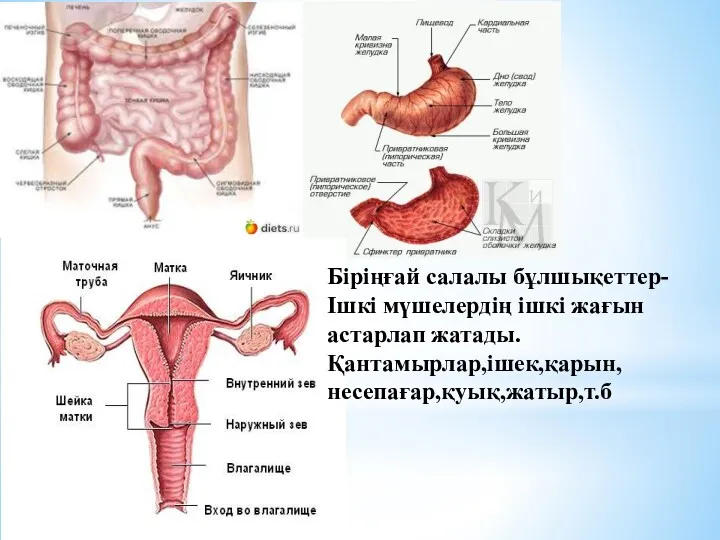 Біріңғай салалы бұлшықеттер- Ішкі мүшелердің ішкі жағын астарлап жатады. Қантамырлар,ішек,қарын,несепағар,қуық,жатыр,т.б