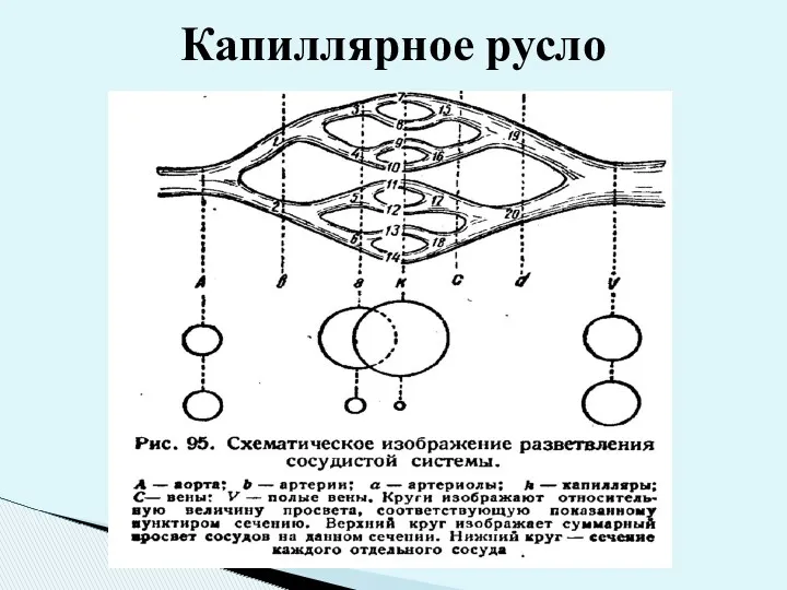 Капиллярное русло