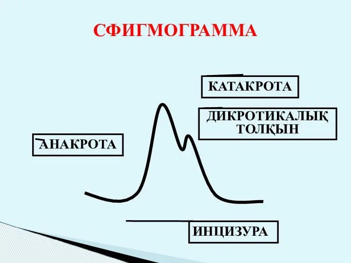 СФИГМОГРАММА АНАКРОТА КАТАКРОТА ДИКРОТИКАЛЫҚ ТОЛҚЫН ИНЦИЗУРА