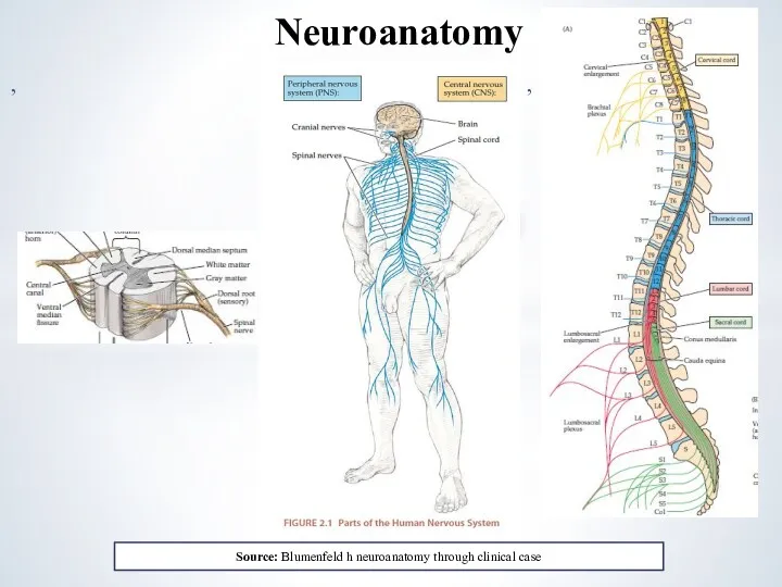 , Neuroanatomy , Source: Blumenfeld h neuroanatomy through clinical case