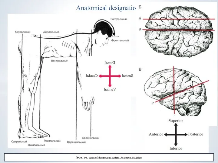 Anatomical designations Source: Atlas of the nervous system Astapova, Mikadze