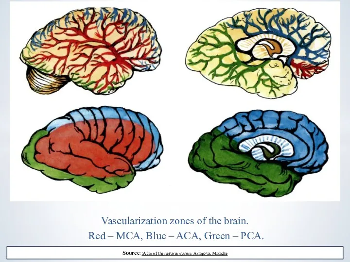 Vascularization zones of the brain. Red – MCA, Blue – ACA, Green –