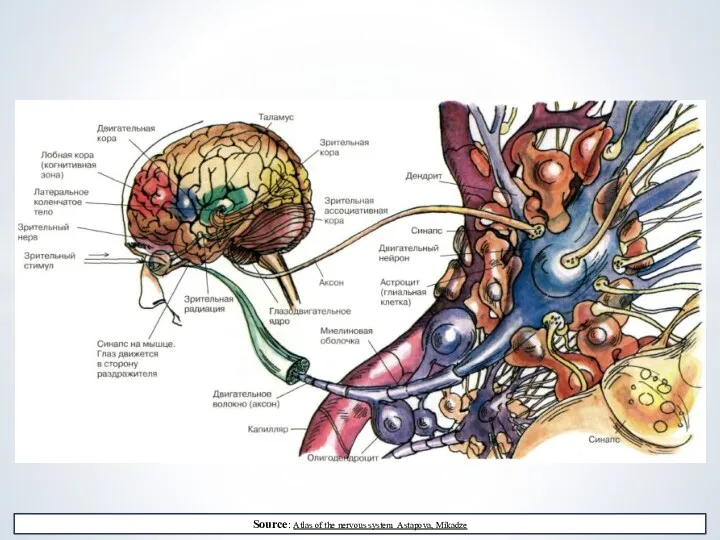 Source: Atlas of the nervous system Astapova, Mikadze