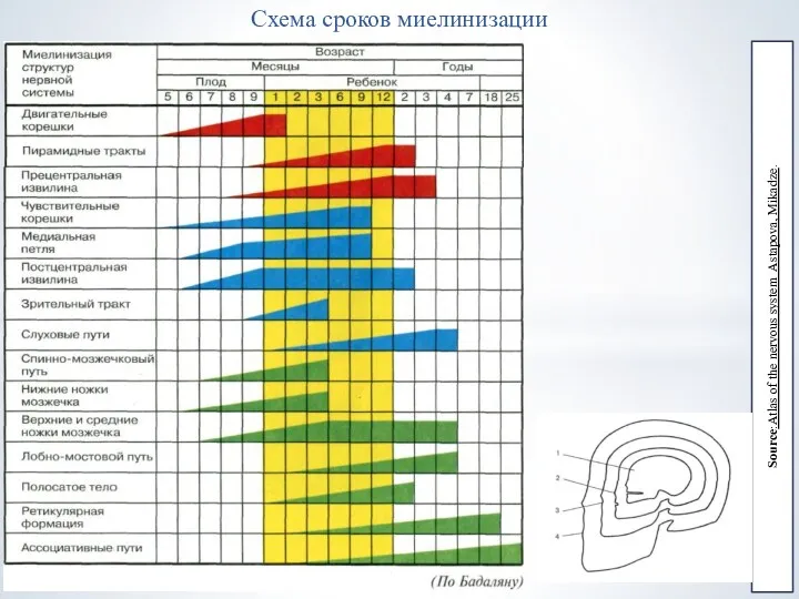 Схема сроков миелинизации Source:Atlas of the nervous system Astapova, Mikadze.