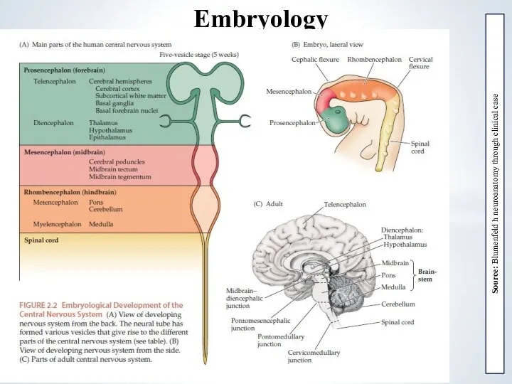 Embryology Source: Blumenfeld h neuroanatomy through clinical case