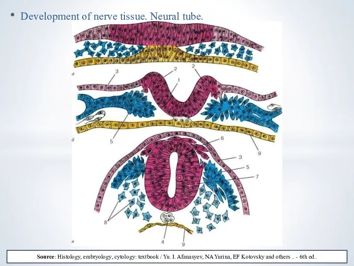 Development of nerve tissue. Neural tube. Source: Histology, embryology, cytology: