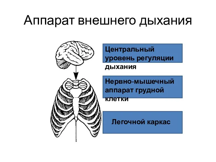 Аппарат внешнего дыхания Центральный уровень регуляции дыхания Центральный уровень регуляции