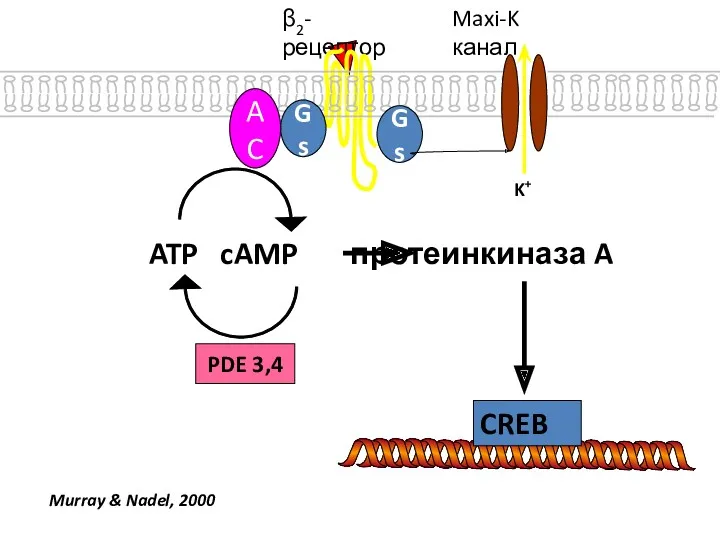 PDE 3,4 β2-рецептор Gs Gs AC ATP cAMP протеинкиназа A