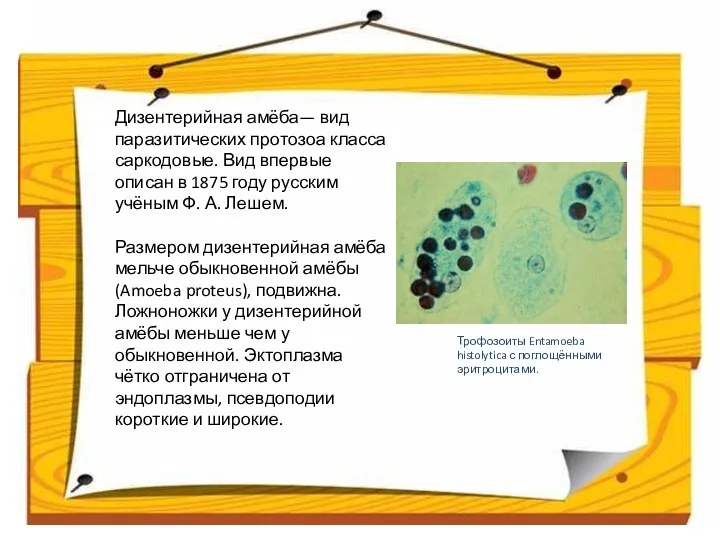 Дизентерийная амёба— вид паразитических протозоа класса саркодовые. Вид впервые описан в 1875 году