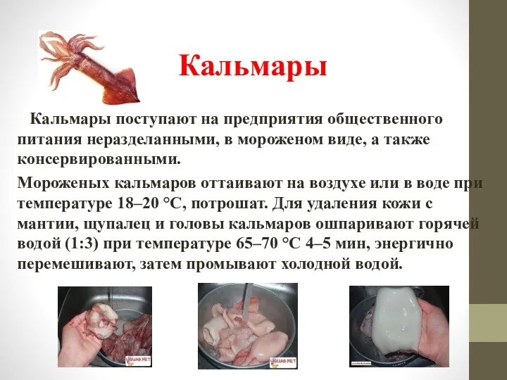 Кальмары Кальмары поступают на предприятия общественного питания неразделанными, в мороженом