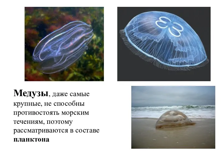 Медузы, даже самые крупные, не способны противостоять морским течениям, поэтому рассматриваются в составе планктона