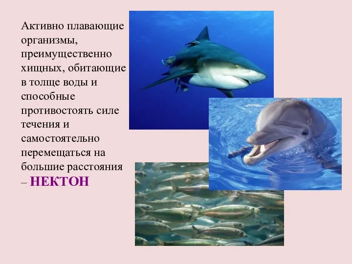 Активно плавающие организмы, преимущественно хищных, обитающие в толще воды и