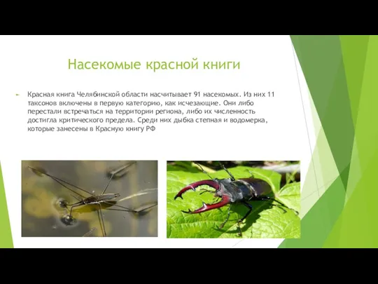 Насекомые красной книги Красная книга Челябинской области насчитывает 91 насекомых.
