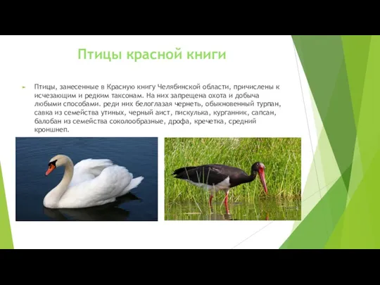 Птицы, занесенные в Красную книгу Челябинской области, причислены к исчезающим