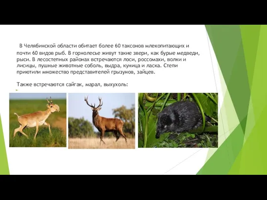 В Челябинской области обитает более 60 таксонов млекопитающих и почти
