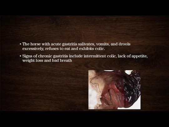 The horse with acute gastritis salivates, vomits, and drools excessively, refuses to eat